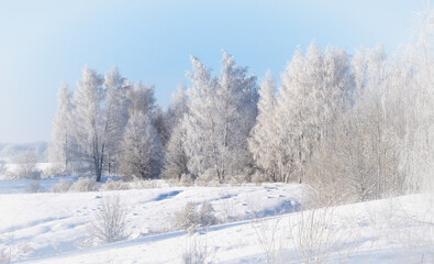 Obraz premium Trees in thick frost on a snowy hill, winter landscape