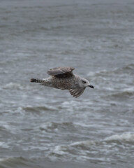 Single seagull gliding above the open sea with wings spread against a muted sky. The image conveys freedom, solitude and coastal atmosphere, ideal for themes of nature, travel, wildlife, marine life