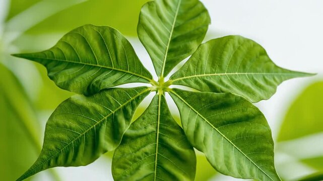 Time-lapse of a green leaf unfurling and growing. Close-up of a plant bud opening into a palmate leaf. Nature growth and life cycle concept