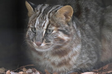 ツシマヤマネコ