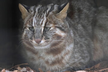 ツシマヤマネコ