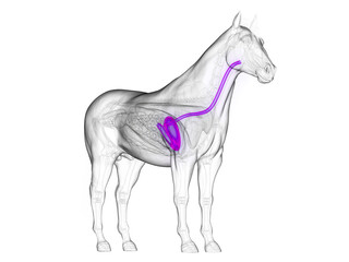 Obraz premium Detailed 3D Render Of The Stomach Of A Human Male In Full Detail