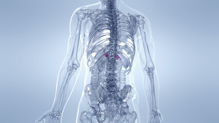 A Detailed 3D Depiction Of The Adrenal Glands Of A Human Male © Sebastian Kaulitzki