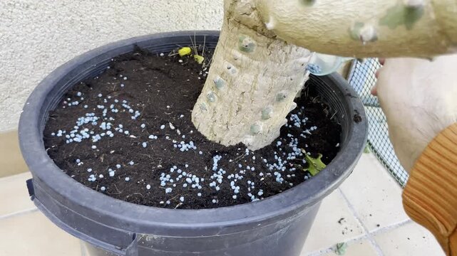 Vitaminas bolita Nitrofoska azul en maceta con abono, fertilizante y piedras de jardiner&iacute;a