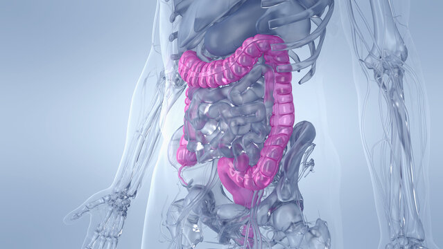 A Detailed 3D Depiction Of The Colon Of A Human Male