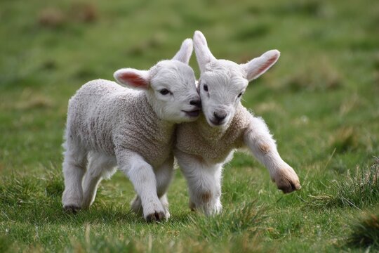 new born lambs playing in a green field