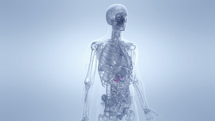 Obraz premium A Detailed 3D Depiction Of The Pancreas Of A Human Male