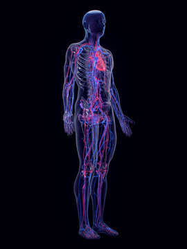A Detailed 3D Depiction Of The Vascular System Of A Human Male