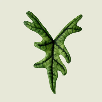 Alocasia Jacklyn on offwhite background, Cute exotic  vector illustration