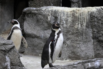 フンボルトペンギン