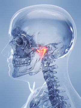 A Detailed 3D Depiction Of The Temporomandibular Joint Of A Human Male