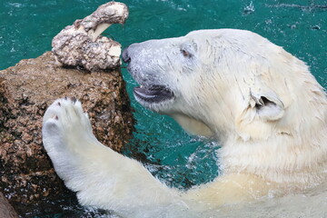 ホッキョクグマ