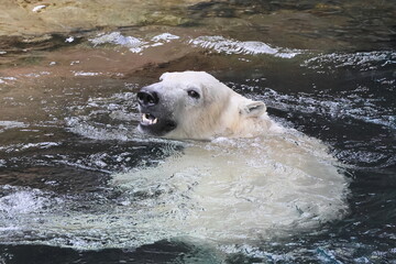 ホッキョクグマ