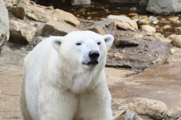 ホッキョクグマ