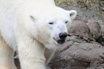 ホッキョクグマ