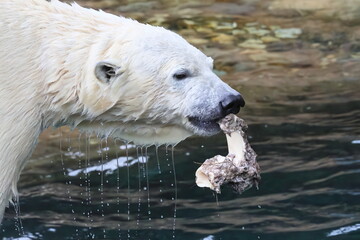 ホッキョクグマ
