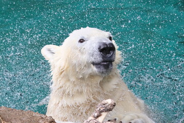 ホッキョクグマ