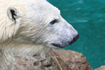 ホッキョクグマ