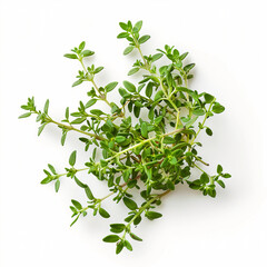 Obraz premium Fresh thyme leaves isolated on white background