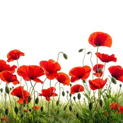 Obraz premium Vivid red poppies bloom in a field of green, set against a bright white backdrop