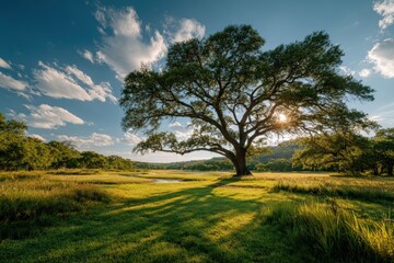 Obraz premium Large oak tree with sprawling branches casting shadows on green grass under a bright blue sky with fluffy clouds in a serene landscape setting