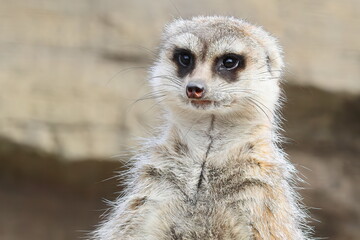 ミーアキャット