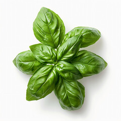 Fototapeta premium Fresh basil leaves isolated on white background