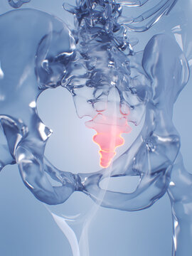 A Detailed 3D Depiction Of The Coccyx Of A Human Male