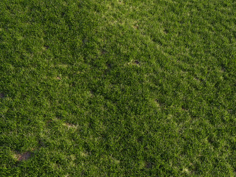 Green grass texture background with natural sunlight and soil patches