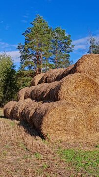a summer haystack landscape near a forest. View of natural scenery of rural place with dry brown straw pile on ground, natural tree with green leaves in farm in countryside.