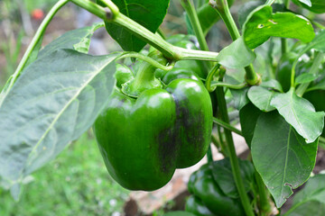 Fresh Green Bell Peppers Growing on a Plant close up