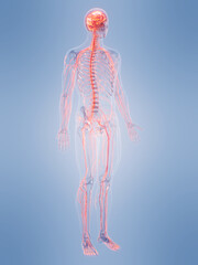 A Detailed 3D Depiction Of The Nervous System Of A Human Male