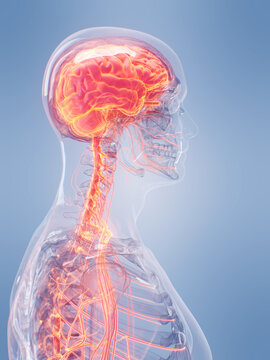 A Detailed 3D Depiction Of The Nervous System Of A Human Male
