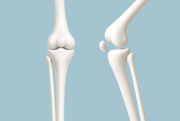 Human knee joint anatomy models showing straight and bent positions isolated on blue background. Medical or healthcare concept. Vector illustration