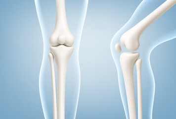 Human knee joint anatomy models showing straight and bent. Knee joint bones in the transparent human body. Medical or healthcare concept. Vector illustration