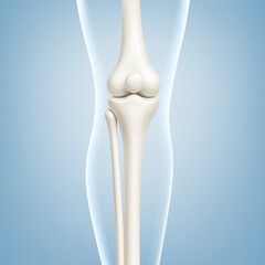 Knee joint bones in the transparent human body. Educational medical illustration of leg bones and knee. Biological and medical concept. Vector illustration