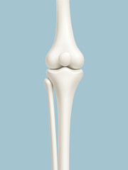 Human knee joint bones anatomy on blue background. Medical or healthcare concept. Vector illustration