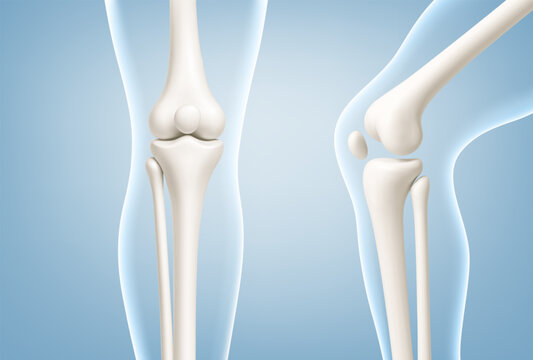 Human knee joint anatomy models showing straight and bent. Knee joint bones in the transparent human body. Medical or healthcare concept. Vector illustration