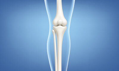 Knee joint bones in the transparent human body. Educational medical illustration of leg bones and knee. Biological and medical concept. Vector illustration