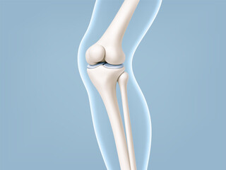 Knee joint bones in the transparent human body. Educational medical illustration of leg bones and knee. Biological and medical concept. Vector illustration