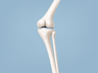 Human knee joint bones anatomy on blue background. Medical or healthcare concept. Vector illustration
