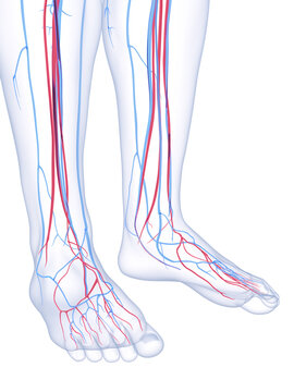 A Detailed 3D Depiction Of The Vascular System Of A Human Male