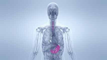 A Detailed 3D Depiction Of The Stomach Of A Human Male