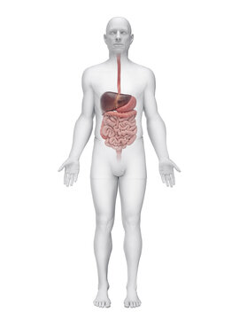 A Detailed 3D Depiction Of The Digestive System Of A Male