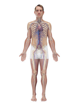 A Detailed 3D Depiction Of The Circulatory System Of A Man