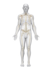 Obraz premium A Detailed 3D Depiction Of The Skeletal System Of A Male