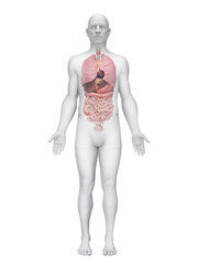 Obraz premium Detailed Depiction Showing The Organs Of A Male Body