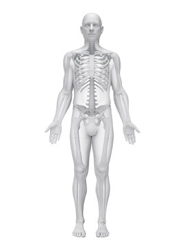 A Detailed 3D Depiction Of The Skeletal System Of A Male