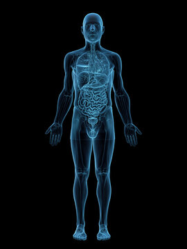 Illustrated View Showing The Organs Of A Male