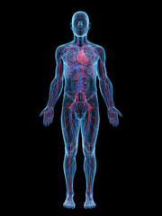 A Detailed 3D Depiction Of The Circulatory System Of A Man